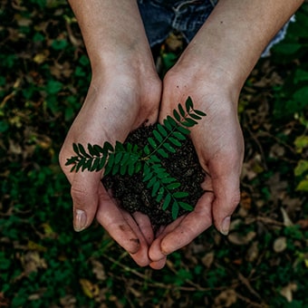 Schmutz und eine Pflanze in den Händen