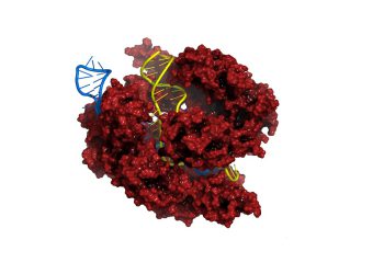 Merck erhält erstes US-Patent für optimiertes CRISPR-Genomeditierungsverfahren