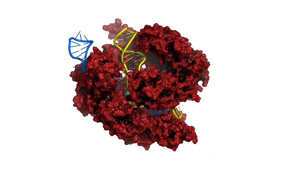 Merck erhält erstes US-Patent für optimiertes CRISPR-Genomeditierungsverfahren