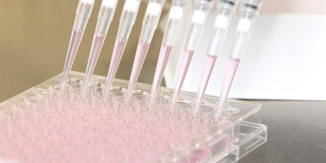 Kultivierung von Klonen in 96-Well Platten während der Zelllinienentwicklung. Bild: UGA Biopharma