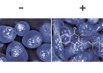 Vitamin K verhindert Zelltod