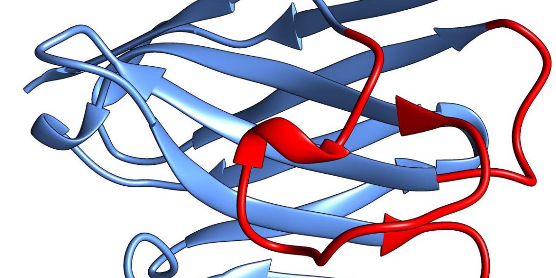 dreidimensionale Struktur eines Nanobodies (Quelle: Tino Pleiner und Sergei Trakhanov / MPI für biophysikalische Chemie).
