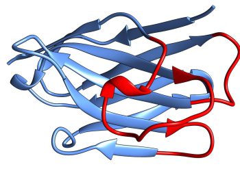 dreidimensionale Struktur eines Nanobodies (Quelle: Tino Pleiner und Sergei Trakhanov / MPI für biophysikalische Chemie).